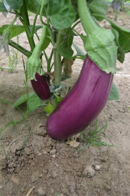 Aubergine violette de toulouse