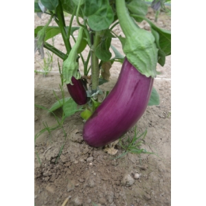 AUBERGINE VIOLETTE DE TOULOUSE AB