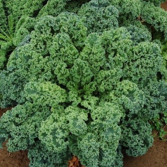 Chou frisé – chou Kale  Semences biologiques de choux. Culture facile