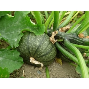 Courgette de nice à fruit rond