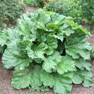 Rhubarbe victoria « rheum rhabarbar