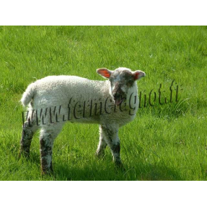 Colis d'agneau 1/4 avant 3 kilo