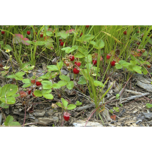 Fraisier montagne sauvage bio