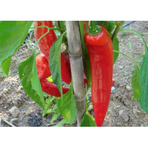 Plant de poivron corno di toro rouge