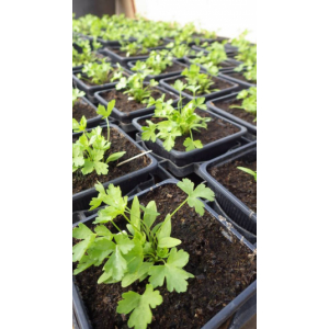 Plant de persil commun