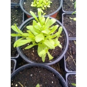 Plant d'estragon commun