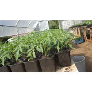 Plant de tomate reine hâtive