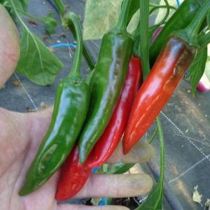 Plant de piment sucette de provence