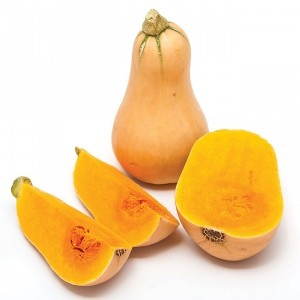 Plant de courge butternut early