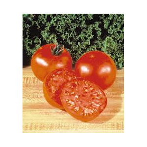 Plants de tomates supersteak  x 6