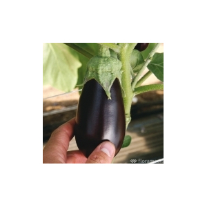 Plants d'aubergine   : variété cou