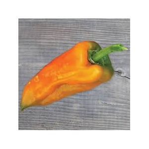 Plant de poivron jaune  : variété