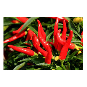 Plant de piment fort   : variété :