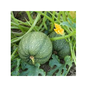 Plant de courgette ronde x 1  varié