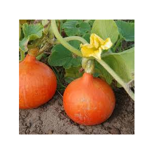 Plant de potimarron x 1  variété :