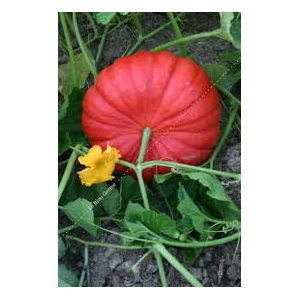 Plant de potiron x 1  variété : ro