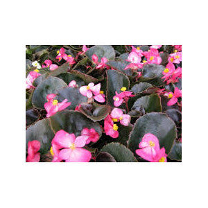 Bégonia massif feuilles marron fleurs rose