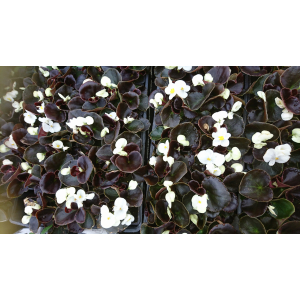 Bégonia massif feuilles marron fleurs blanche