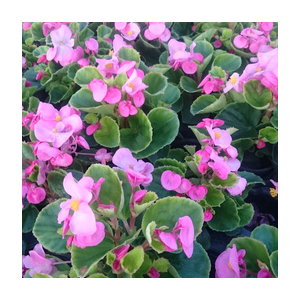 Bégonia massif feuilles vertes fleurs rose