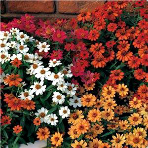 Zinnia profusion mix