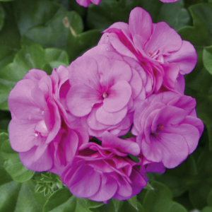 Lierre double violet