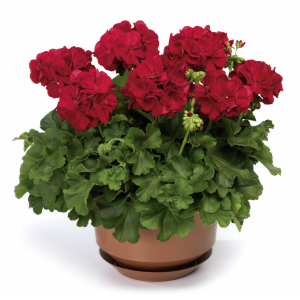 Geranium zonal calliente rouge  x 1