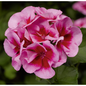 Geranium zonal calliope rose  splash x 1