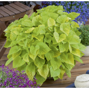 Ipomée vert clair x 1