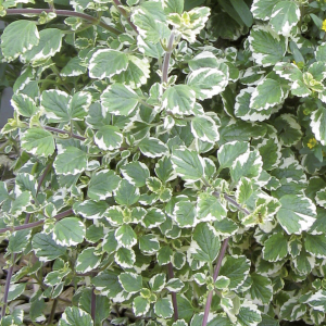 Plectranthus variegata  x 1