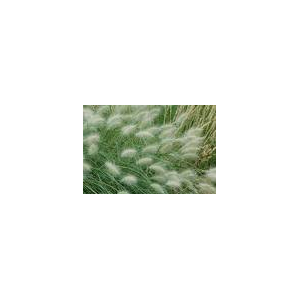 Pennisetum villosum x 1