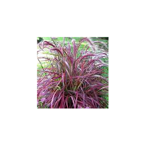 Pennisetum fireworks x 1