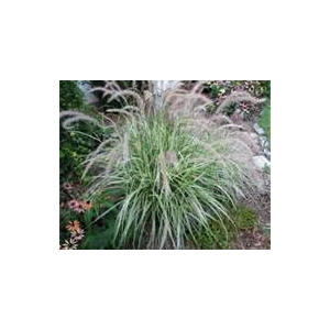 Pennisetum sky rocket  x 1