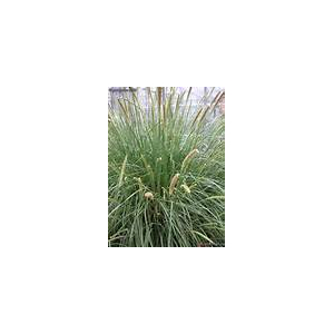 Pennisetum macrorum  x 1