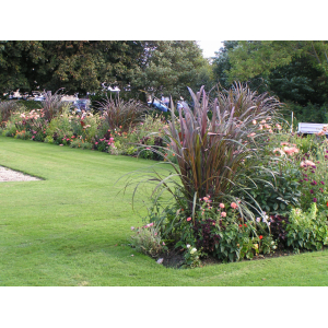 Canne à sucre pourpre x 1