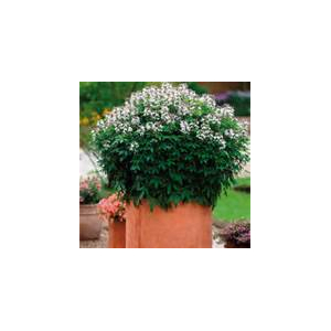 Cléome senorita blanca x 1