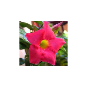 Dipladenia rose x 1