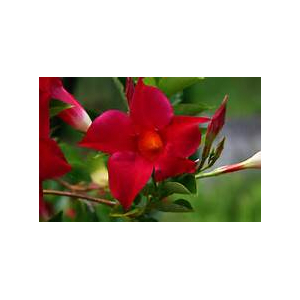 Dipladenia rouge x 1