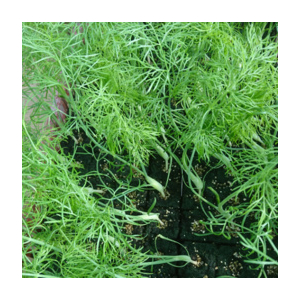 Plant de fenouil par 6