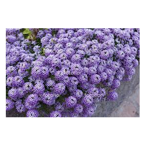 Alysse mauve retombante x 1