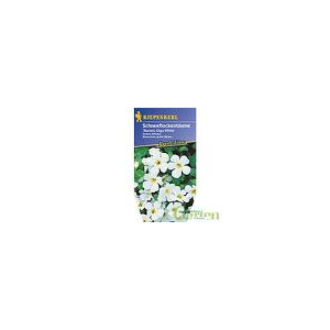 Bacopa blanc