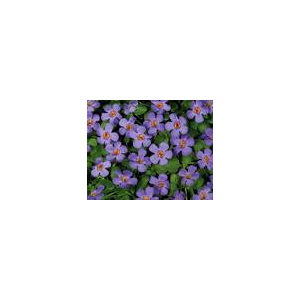 Bacopa bleu mauve x 1
