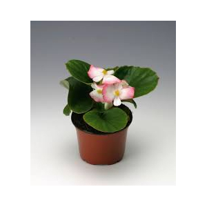 Bégonia grosse fleur rose