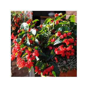 Bégonia grosse fleur rouge