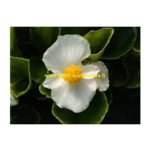Bégonia grosse fleur blanc