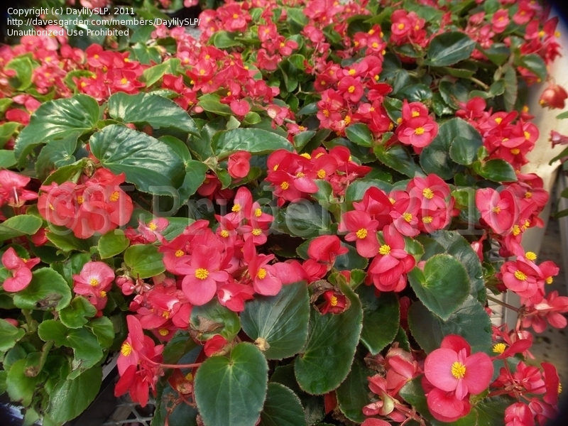 Bgonia big fleur rouge feuille verte x 1 - 1 u - Maraicher Horticulteur  Patrick Domange - Locavor.fr