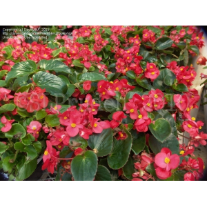 Bégonia big fleur rouge feuille verte x 1