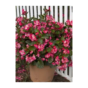 Bégonia big fleur rose feuille verte x 1