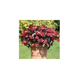 Bégonia big fleur rouge feuille foncée x 1