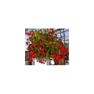 Bégonia dragon wing rouge x 1