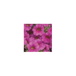 Callie ( million bells) rose  x 1